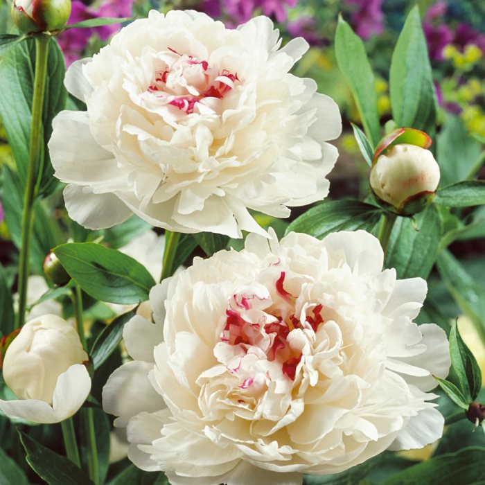 Peony maxima festiva planting homefortheharvest