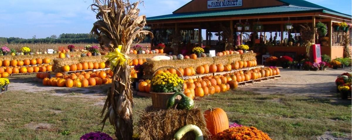 Fall Festivals Maryland Your Ultimate Guide