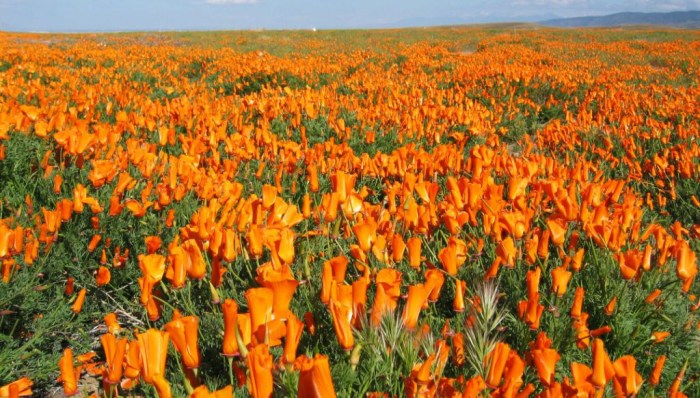 Ca Poppy Festival A Blooming Celebration