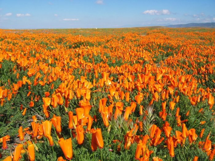 Poppy Festival 2024 A Blooming Good Time