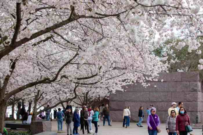 Cherry Blossom Festival San Diego