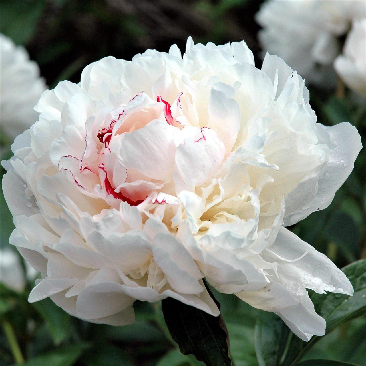 Festiva Maxima Peony