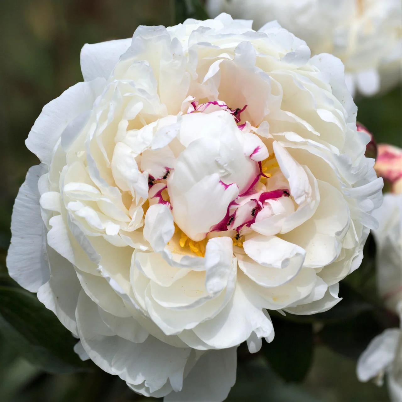 Festiva Maxima Peony