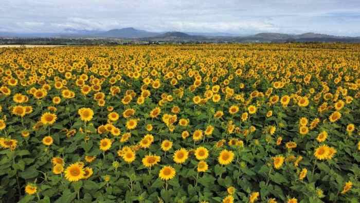 Sunflower Festival 2024