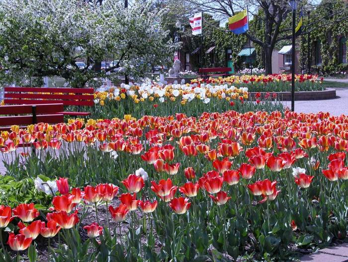 Tulip Festival Michigan 2024 A Spring Spectacle