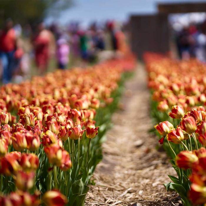 Illinois Tulip Festival A Springtime Spectacle