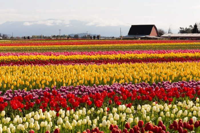 Tulip Festival In Orange City Iowa