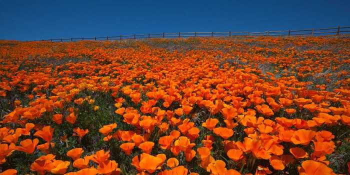 Ca Poppy Festival