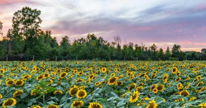 Blake's Sunflower Festival