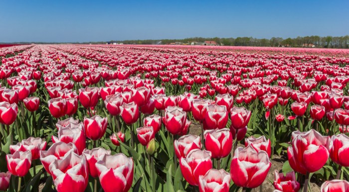 Tulip Festival Michigan 2024