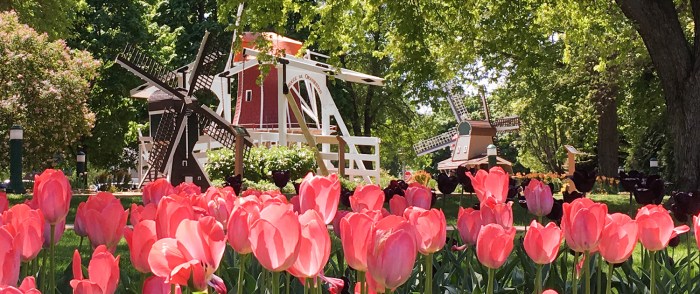 Tulip Festival In Orange City Iowa